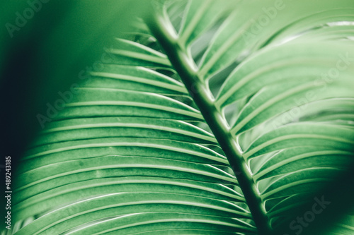 Green leaves. Texture. Green background. Nature