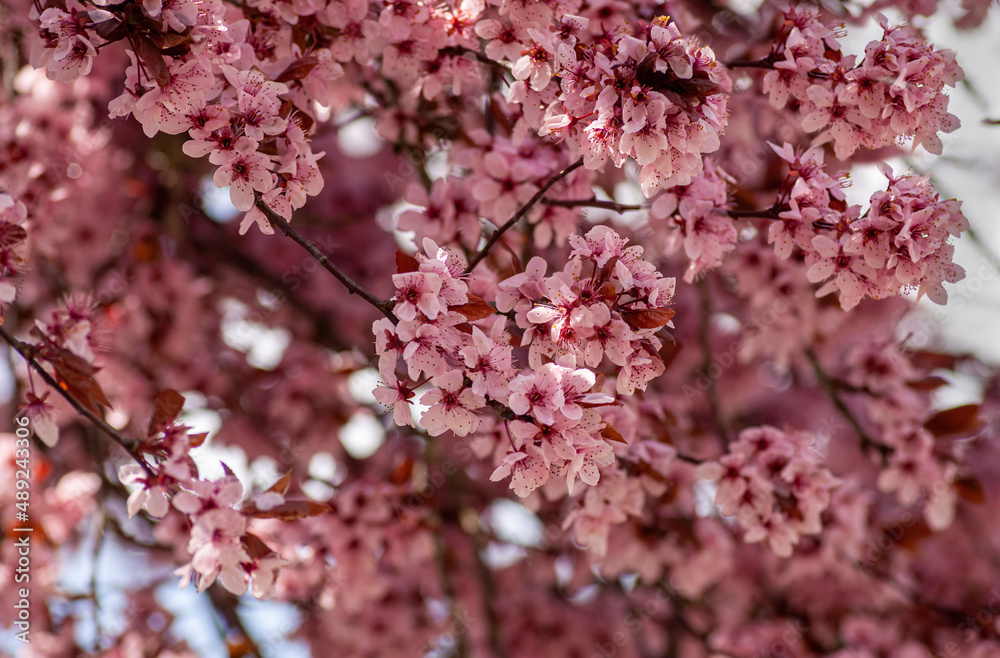 Japanese flowering cherry - Prunus serrulata Japanese flowering cherry - Prunus serrulata
