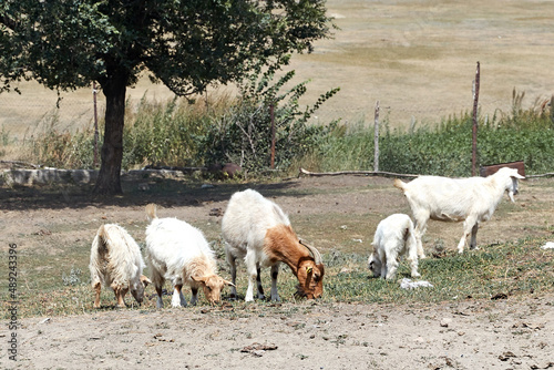 Fototapeta Naklejka Na Ścianę i Meble -  Goats grazing in the village on a sunny day