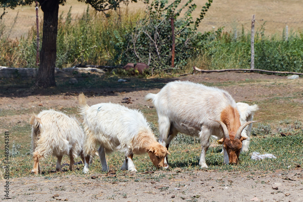 Fototapeta premium Goats grazing in the village on a sunny day