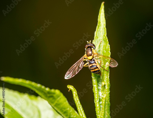  close up view ofhoverfly or hover fly or syrphid fly or flower fly out of family Syrphidae, in natural environment photo