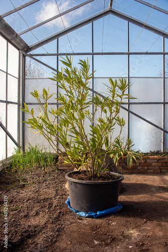 Oleander is indoors in a greenhouse during the winter