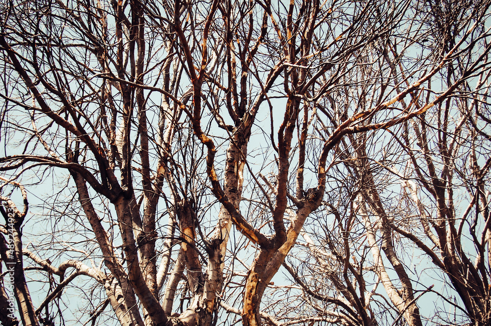 Dry tree. Leafless branches. Blue sky Dry tree. Leafless branches. Blue sky