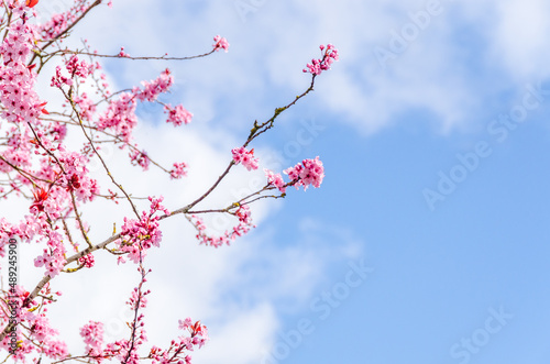 Pink cherry blossom over fantastic blue sky in Vancouver, Canada.