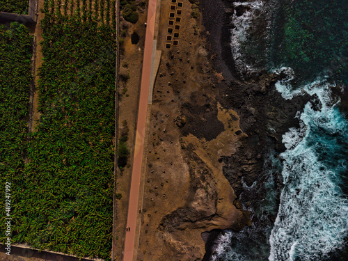 Drone view - Palm tree plantation near the sea