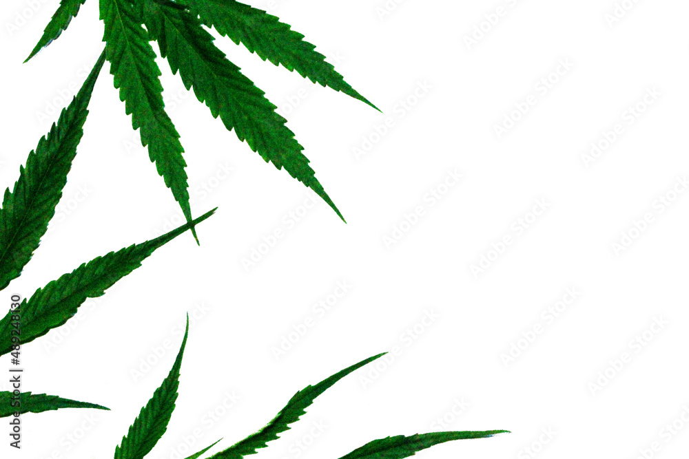 cannabis leaves on a white background There is space for your message.