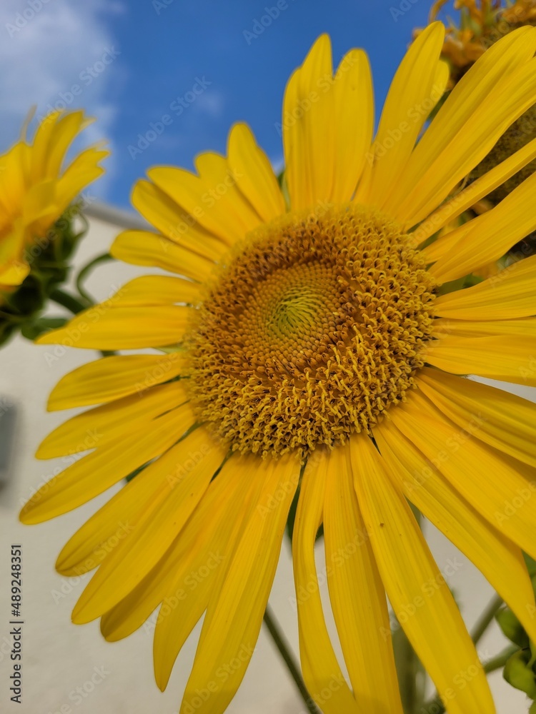 Naklejka premium SUNFLOWER - GIRASSOL