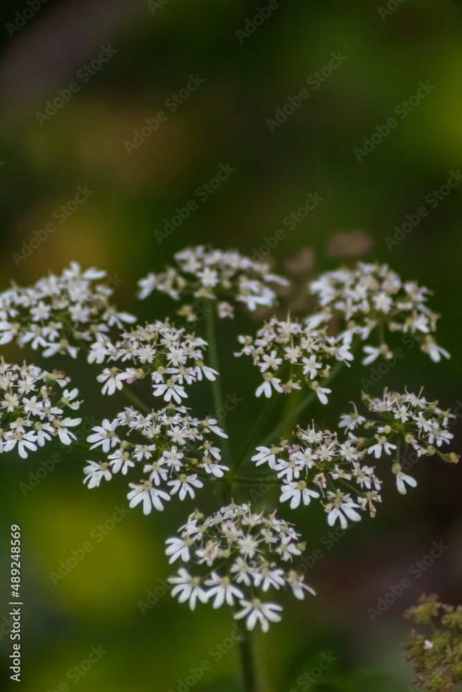 fleurs blanches fleurs blanches