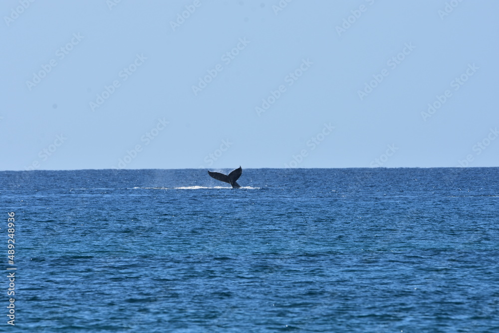Naklejka premium Humpback Whale