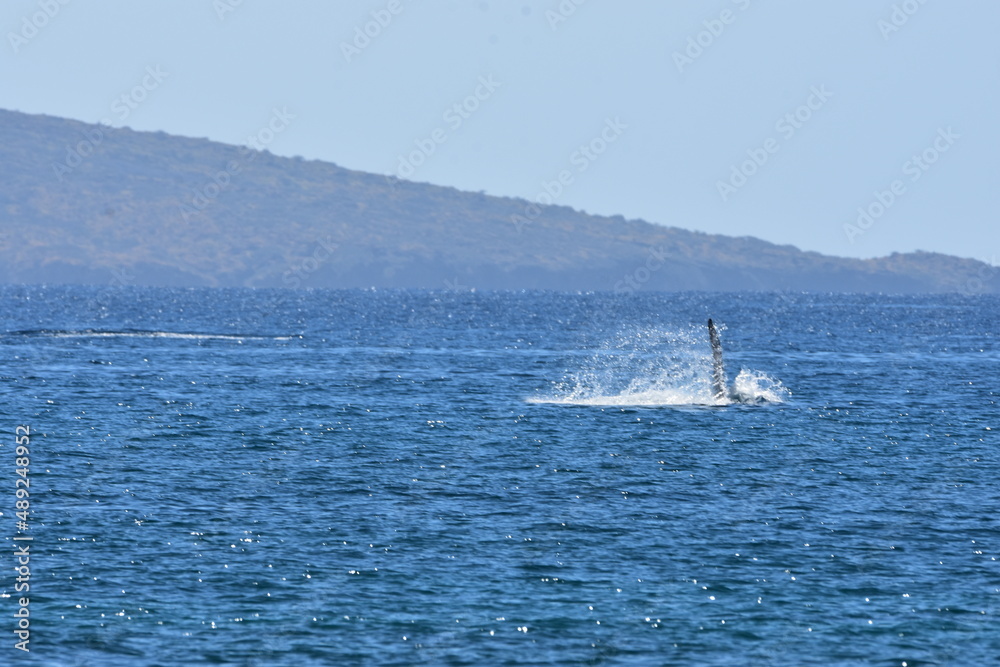 Fototapeta premium Humpback Whale