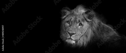 Fototapeta Naklejka Na Ścianę i Meble -  Lion on a black background