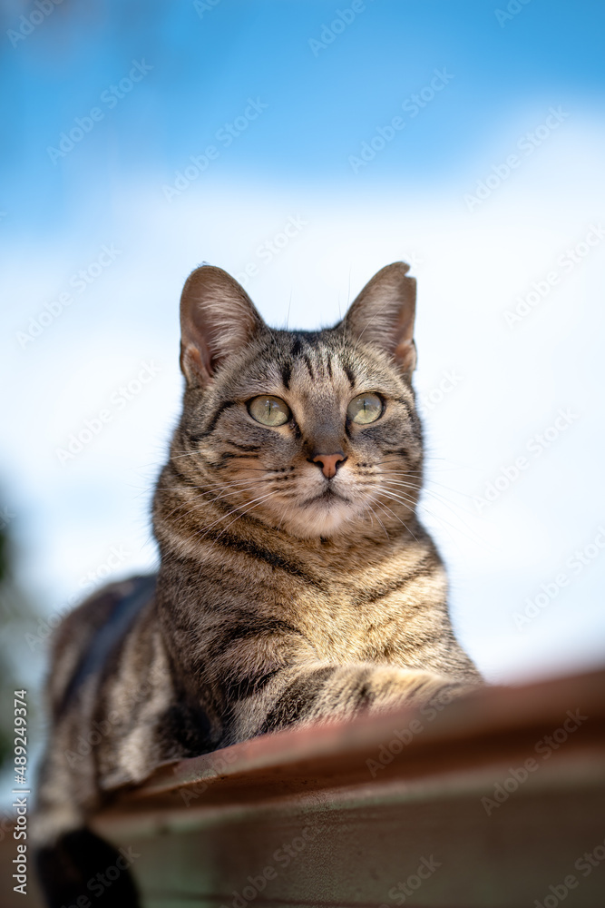 Furry cat sitting on a metal railing staring straight ahead