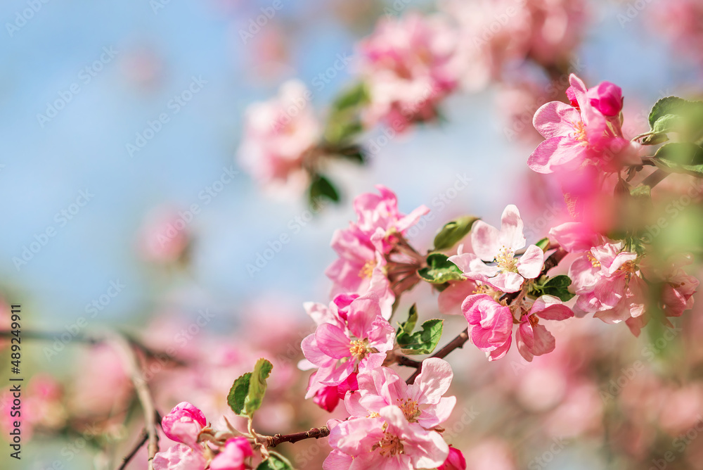 Pink apple blossoms on a blue sky background. Spring background Pink apple blossoms on a blue sky background. Spring background