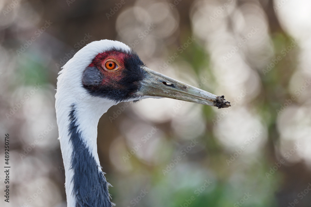 Fototapeta premium White crane in head detail.