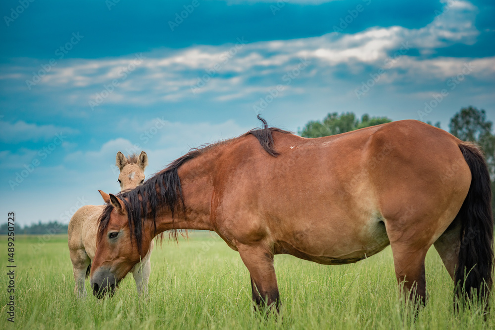 Obraz premium Young beautiful thoroughbred horses graze on a summer meadow.