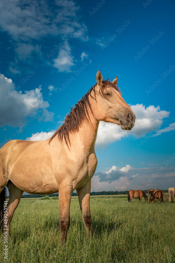 Young beautiful thoroughbred horses graze on a summer meadow. Young beautiful thoroughbred horses graze on a summer meadow.