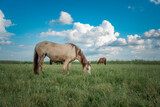 Young beautiful thoroughbred horses graze on a summer meadow.