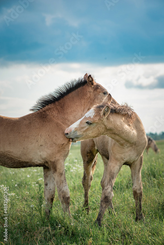 Young beautiful thoroughbred horses graze on a summer meadow.