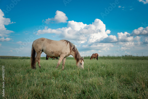 Young beautiful thoroughbred horses graze on a summer meadow. © shymar27