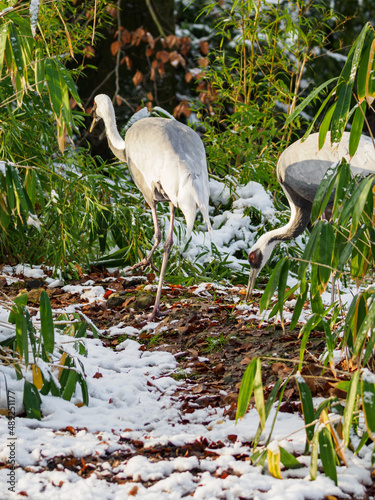 Crane whitening outside with snow. photo