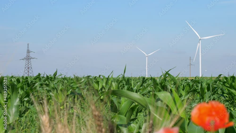 Wind turbines generate alternative energy at farm. Poppy flowers grow in corn field against modern windmills near high grid tower closeup