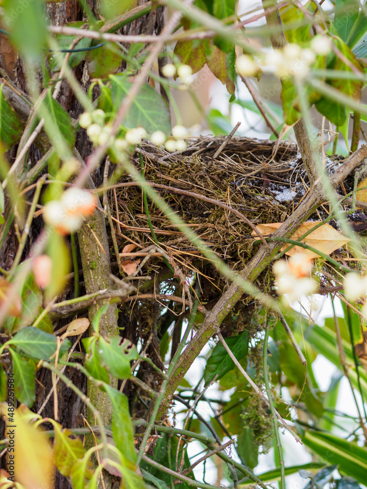 An abandoned nest in winter among the branches. An abandoned nest in winter among the branches.
