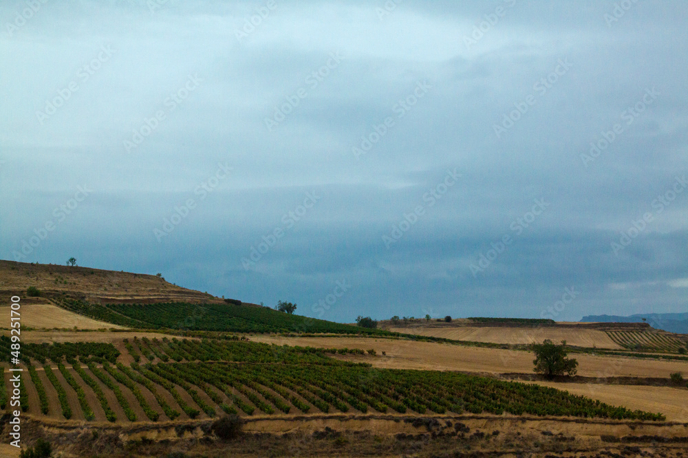 Cultivos de viñas a las afueras de Vitoria, España