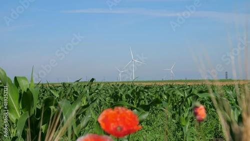 Wind turbines generate alternative energy at farm. Poppy flowers grow in green corn field against operating propellers on sunny day coseup photo