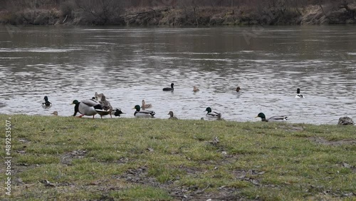 video of ducks on a lake in fall in a germania park