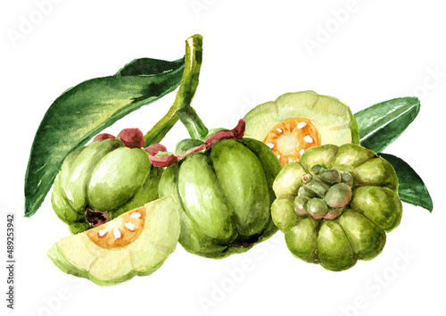 Garcinia cambogia atroviridis  fruit,  superfood,  antioxidant .  Hand  drawn watercolor illustration isolated on white background photo
