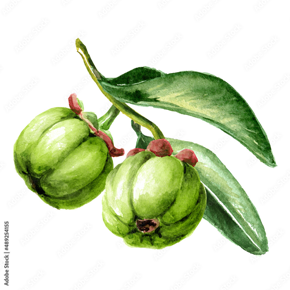 Garcinia cambogia  atroviridis  branch  with fruits , superfood, antioxidant. Hand drawn watercolor  illustration isolated  on  white background