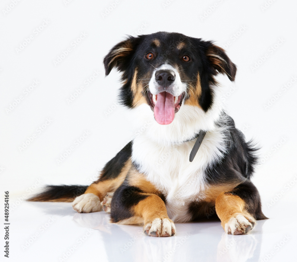 Here boy. Studio shot of a cute border collie isolated on white.