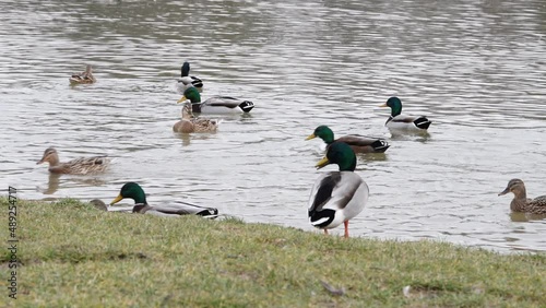 Autumn bad weather on a lake in germany, ducks in a park on a lake
