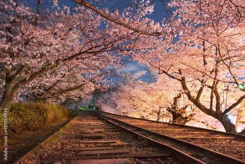 蹴上インクラインの夜桜
