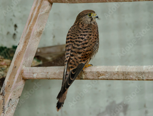 kestrel bird of prey