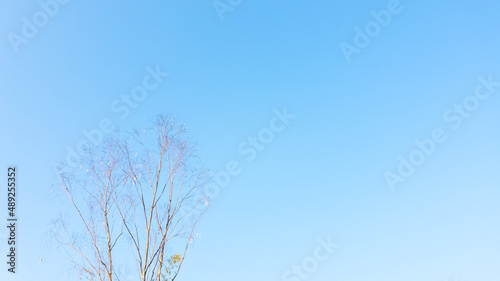 Dry twigs in the spring against a blue sky background, copy space for your text.