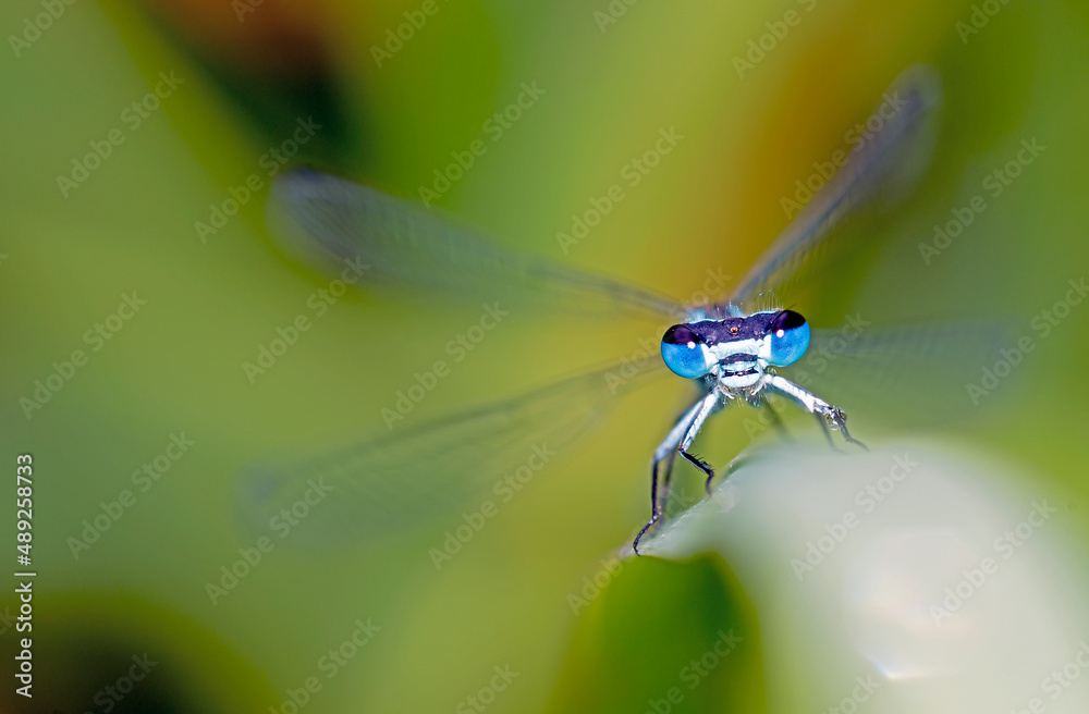 Portrait o a blue drangonfly