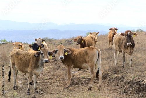 Mountainous landscape with some brown cows in the foreground © Adrian