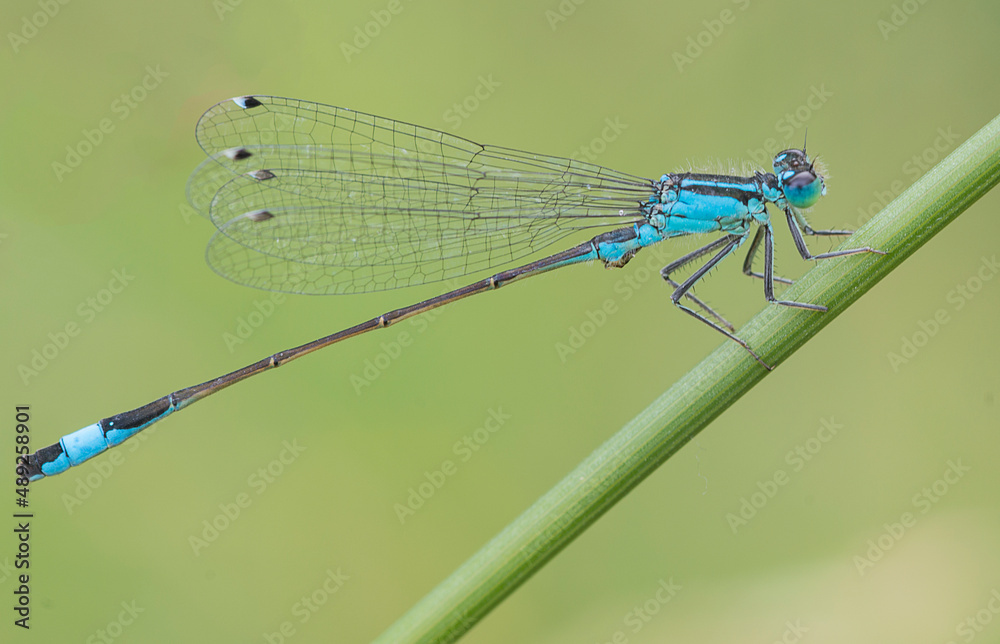close up view of a damselfly in natural environment