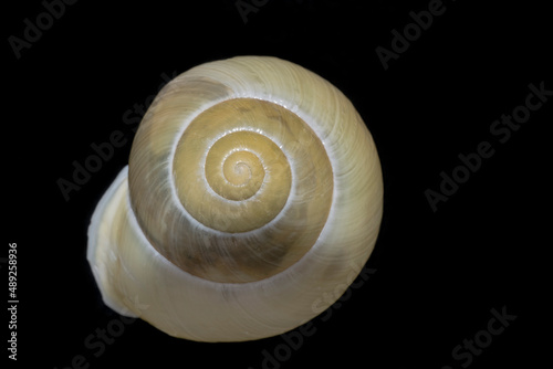 a tranlucent snail shell with black background
