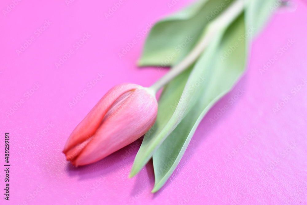 tulip pink with green leaf on pink background tulip pink with green leaf on pink background