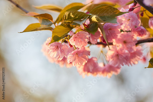 Light pink flowers of Sakura against blu sky. Shallow depth of field.