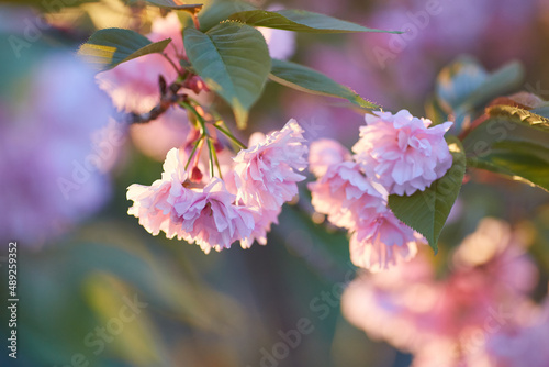 Light pink flowers of Sakura against blu sky. Shallow depth of field.