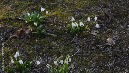 snowdrops flutter in the wind