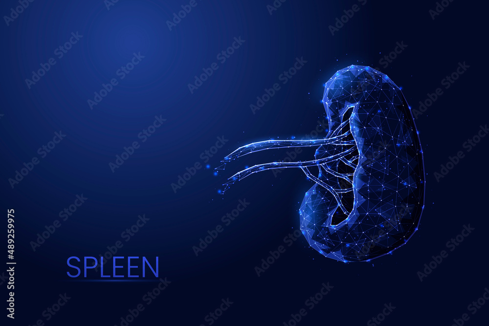 Human spleen low poly concept vector illustration. - obrazy, fototapety, plakaty 
