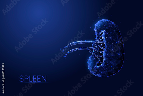Human spleen low poly concept vector illustration. photo