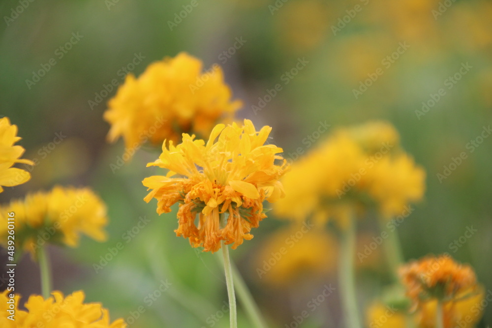 yellow flower in the garden yellow flower in the garden