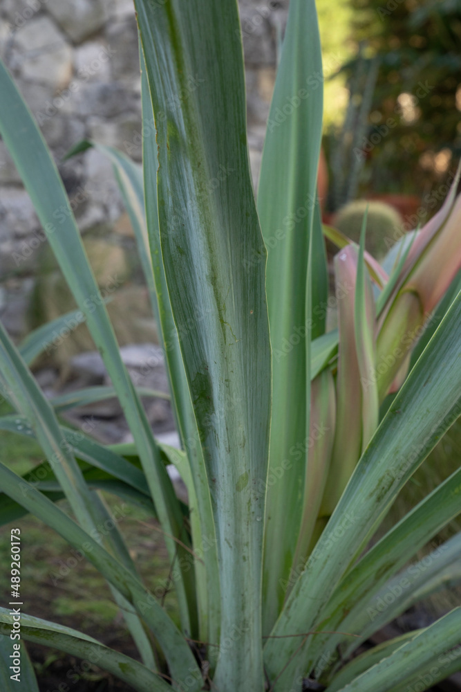 Closeup view of Beschorneria yuccoides, also known as Mexican Lily, green leaves foliage, growing in the plant bed in the garden. Closeup view of Beschorneria yuccoides, also known as Mexican Lily, green leaves foliage, growing in the plant bed in the garden.