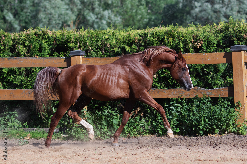 Beautiful chestnut horse running in paddock on the sand background Beautiful chestnut horse running in paddock on the sand background