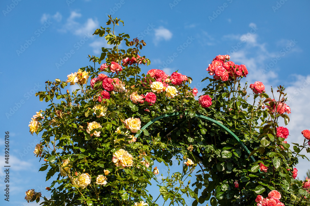 Red and yellow Roses on the Branch in the Garden